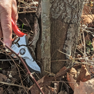 Removing root suckers from a Callery pear