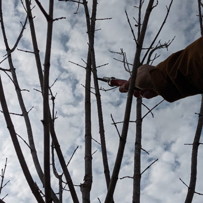 The pruners point to an inward, crossing branch.