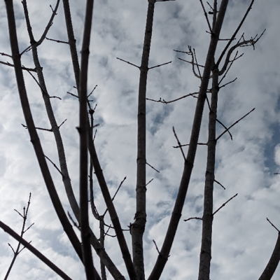 Removing the inward growing branch opens the canopy for better light and circulation. Cutting away crossing branches help keep trees healthy.