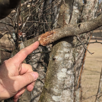 Older crossing branch in a Callery pear