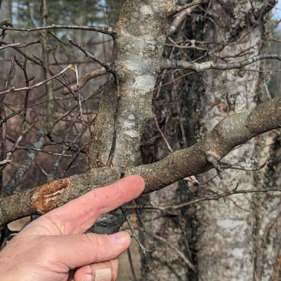 Locating the first cut to remove the excess branch weight