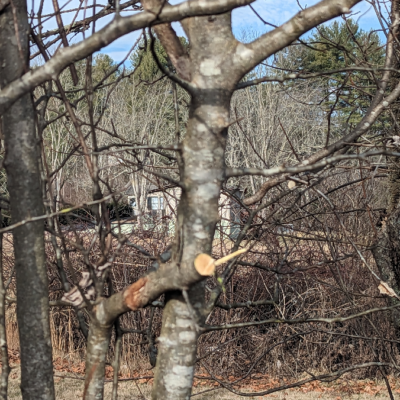 The first cut is made to remove excess branch weight