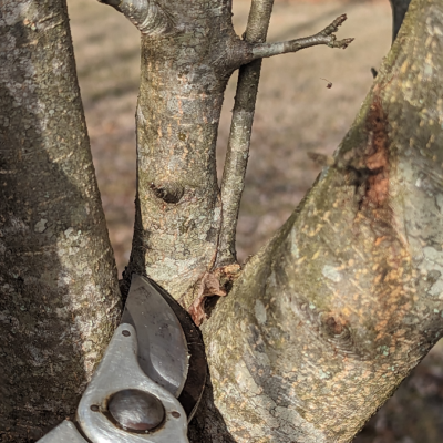 Pruners point to the final cut