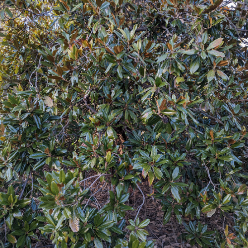 Southern Magnolia