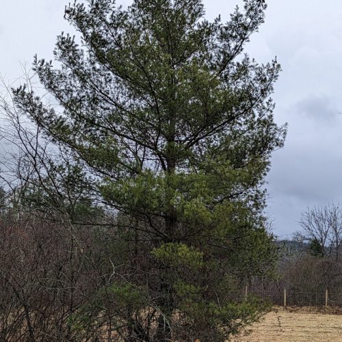 Naturalized white pine