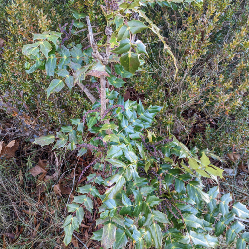 Oregon grape