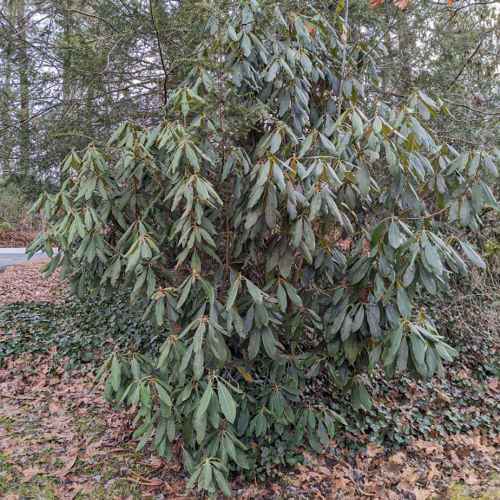 Rhododendron maximum