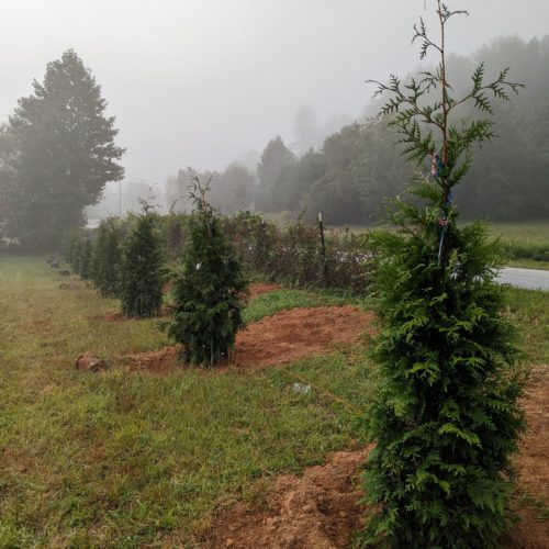 A newly planted Green Giant Arborvitae hedge.  Give these evergreens plenty of room; these are planted 12 feet on center.