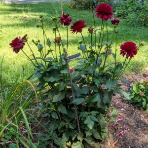 Fig. 12a Composit_Dahlia_flowering_attracts pollinators