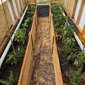 Herbs interplanted with a summer tomato crop