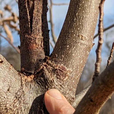 Natural target pruning, removing competing leaders: cut from the branch-bark ridge, retaining the swollen tissues below. This is your line of cut.