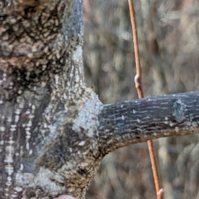 Natural target pruning, removal of a stem-branch attachment: cut along the line of the swollen tissues.