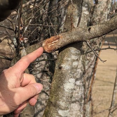 Removing crossing branches