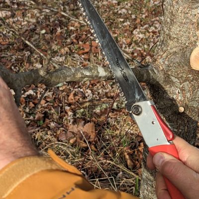 Making the first cut: remove excess weight. In a small limb, the cut can be made straight through from the top down. Larger, heavier limbs require an undercut, 1/3 the way through the branch, a second cut from the top down to remove the branch.