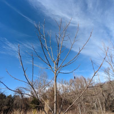 Tulip tree which had previously lost its central leader.  With lost apical dominance, the tree is compensating with numerous, competing leaders