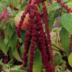 Love-Lies-Bleeding