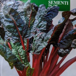 Rhubarb chard