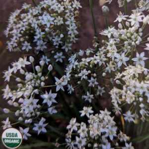 Garlic chives