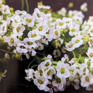 Fig. 6b Sweet Alyssum