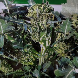 Fig. 6c Sprouting Broccoli