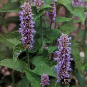 Fig. 8 Lavender Hyssop