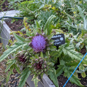 fig 12 composite artichoke flower