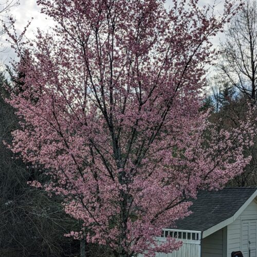 Fig. 1 Flowering Plum