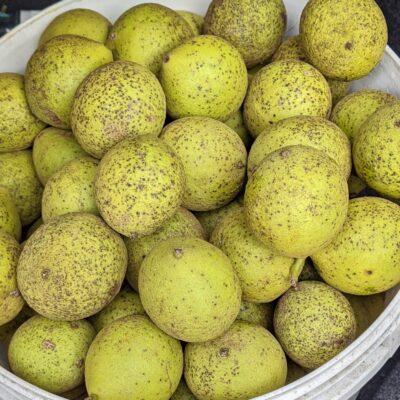 Collected black walnut nuts