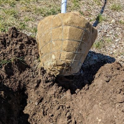 Dropping the tree adjacent to planting hole minimizes handling a heavy root ball