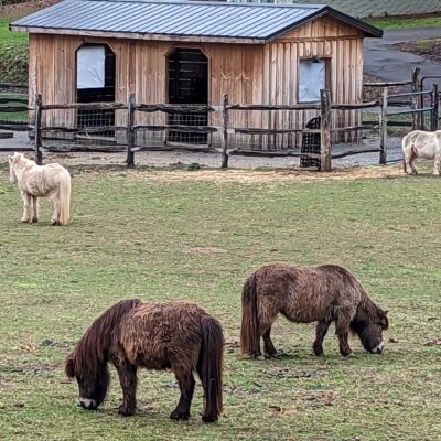 Ponies, nitrogen producers