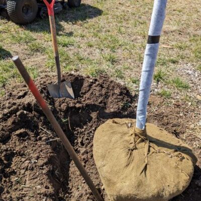 Use a pry bar to make a pilot hole for the tree stake