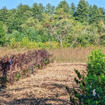 Mulched bed