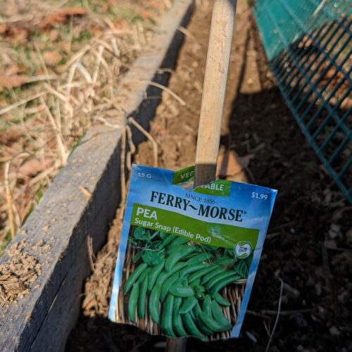 Sugar snap peas, sown directly