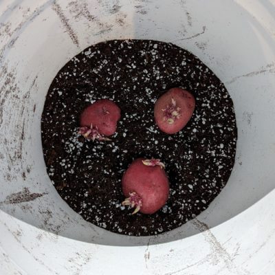 Fig. 1c Pail potted potatoes