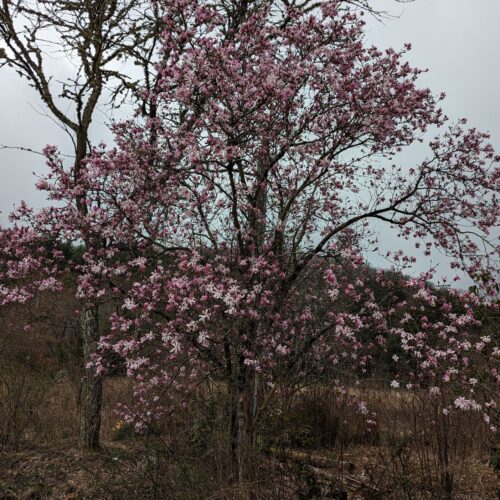 Fig. 2 Star Magnolia