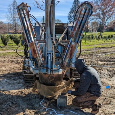 Tree excavated by hydraulic spade