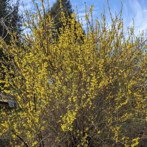 Fig. 3 Forsythia