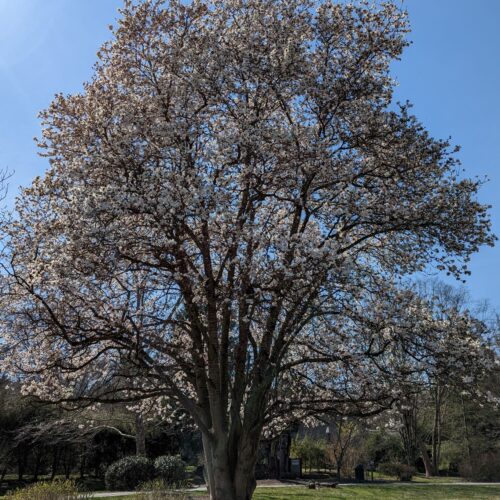 Fig. 4 Saucer Magnolia