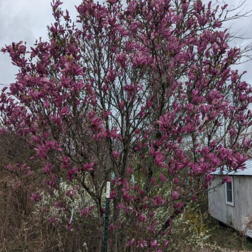 Fig. 4a Purple Saucer Magnolia