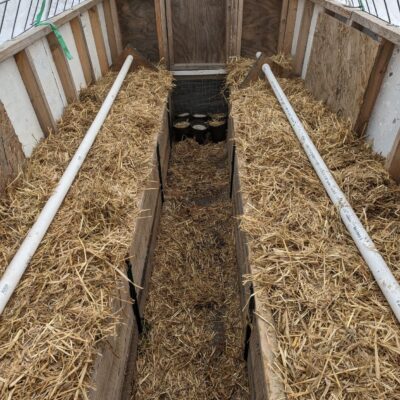 Hoop House: straw replenished