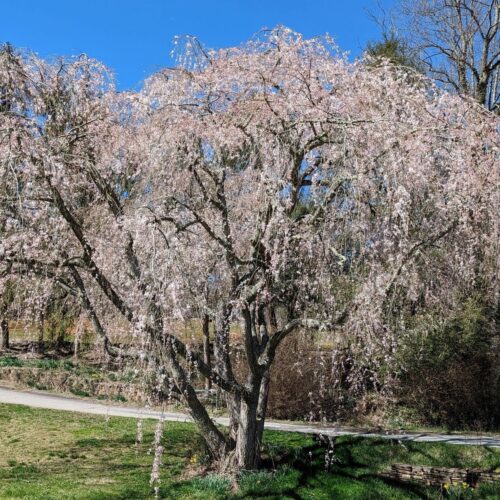 Fig. 6. Weeping Cherry