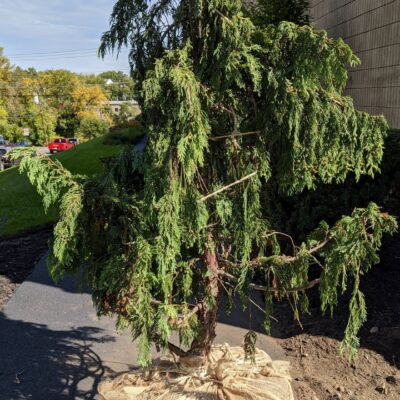 Fig. 7 B&B weeping cedar