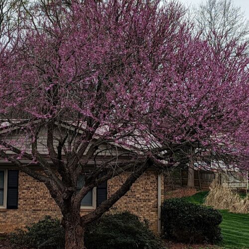 Fig. 8 Redbud