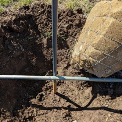 Measuring the planting hole depth with tree stake and rake handle