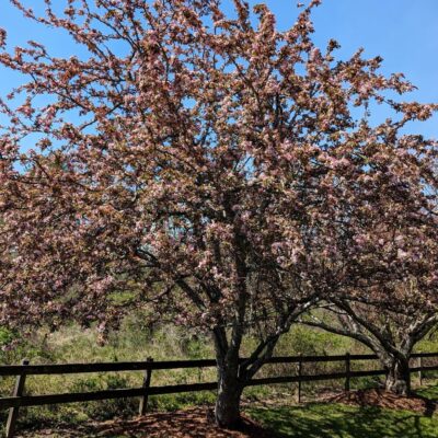 Flowering Crabapple