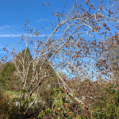 One-sided saucer magnolia