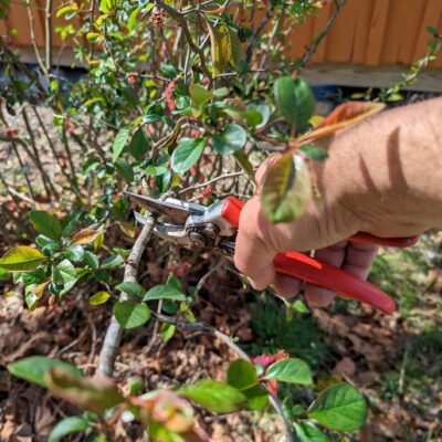 Heading cut to an outside bud using a pruner