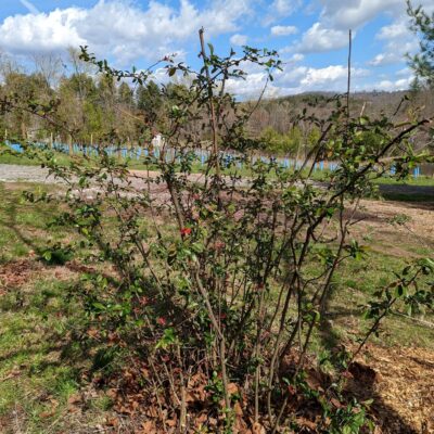 Quince after thinning and heading cuts