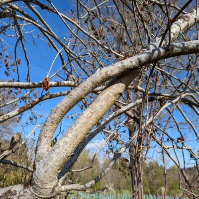 Crossing branch