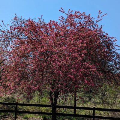 Pink flowering crabapple